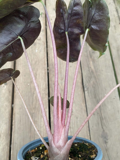 Alocasia Pink Dragon