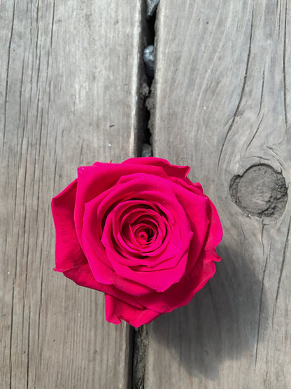 Rose éternelle grand format-court