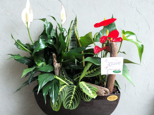 Jardin Intemporel