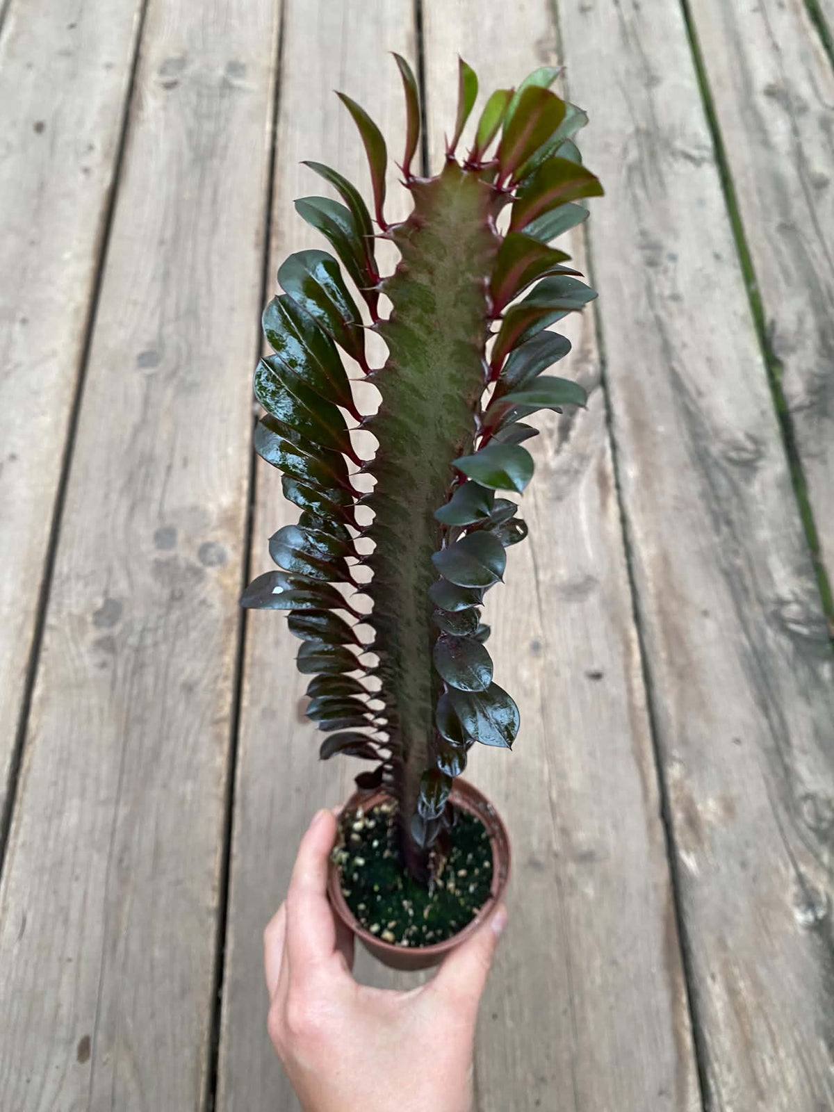 Euphorbes Trigona Rubra