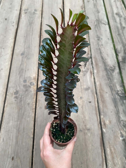 Euphorbes Trigona Rubra