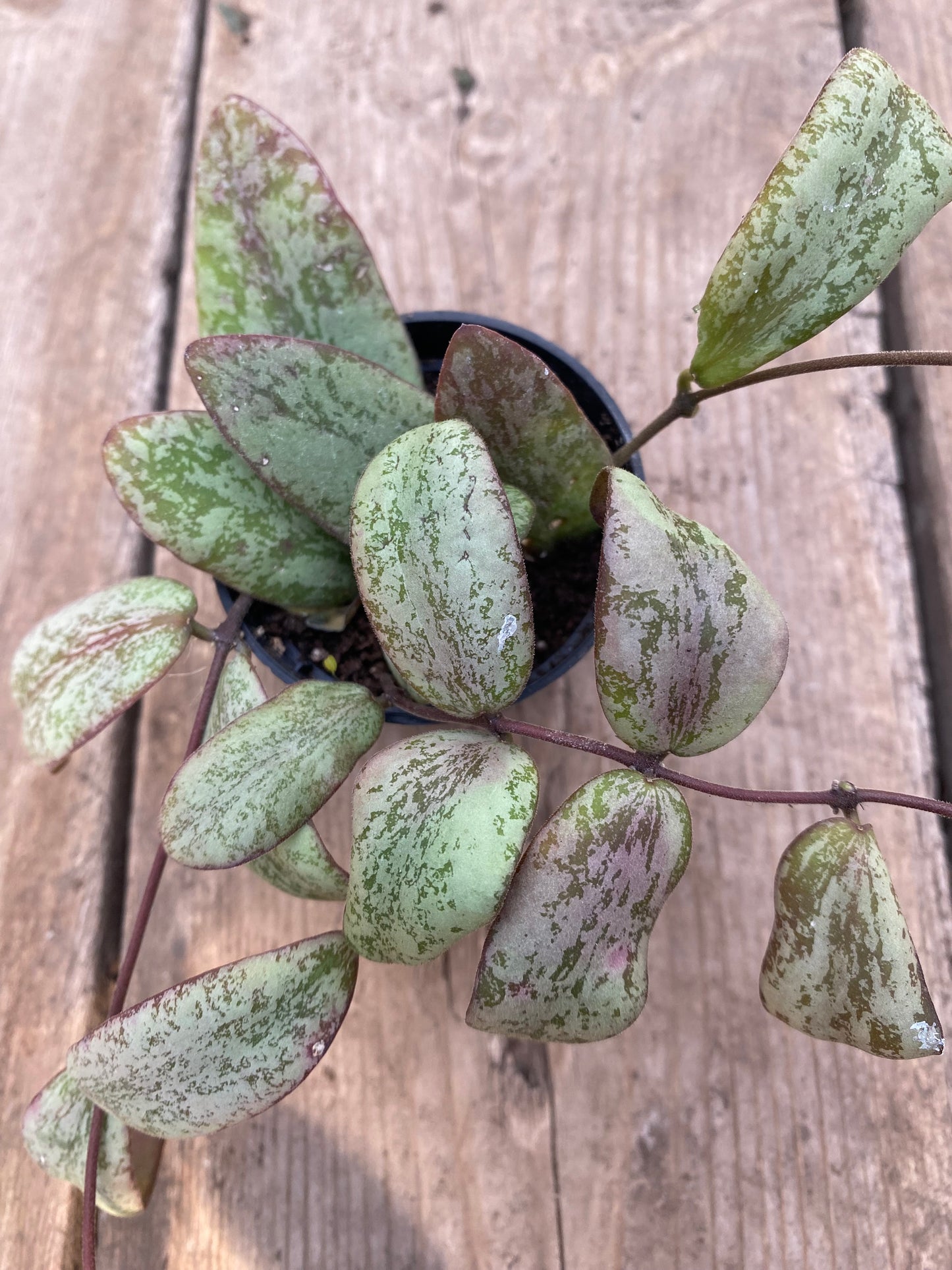 Hoya Sigillatis Silver