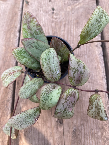 Hoya Sigillatis Silver