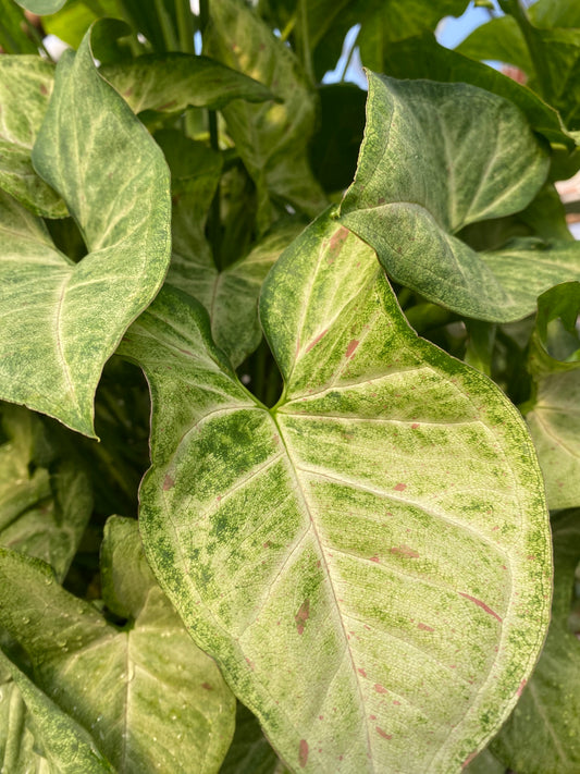 Syngonium Strawberry Confetti