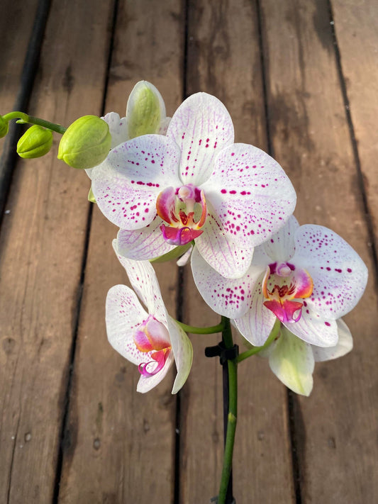 Orchidée Phalaenopsis – Orchidée papillon