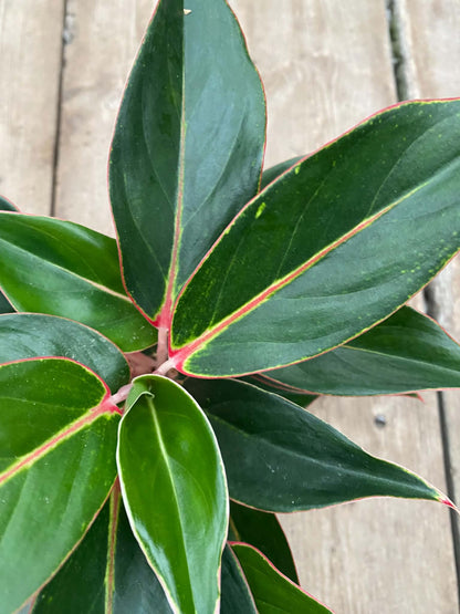 Aglaonema Jazzed Gems