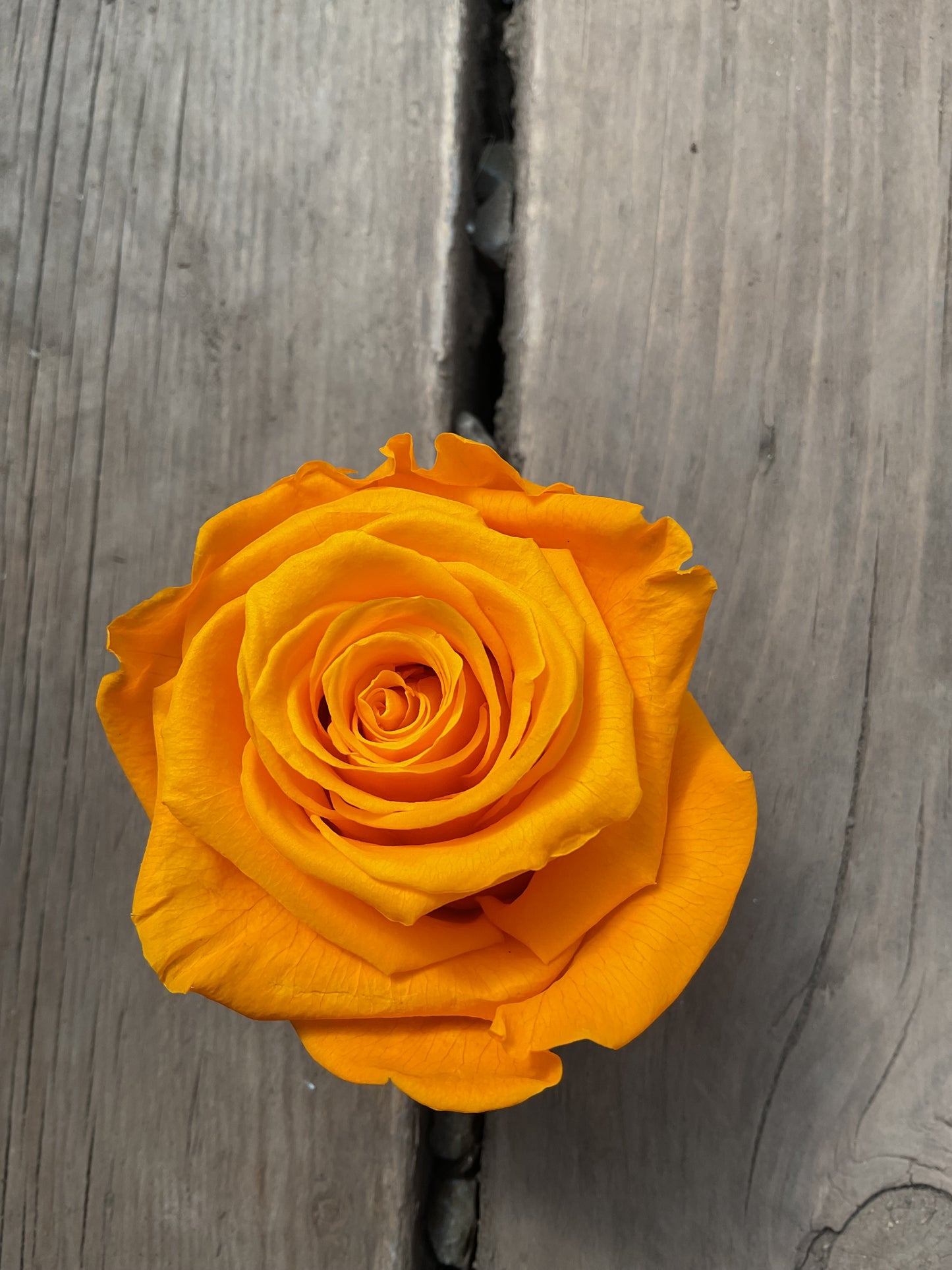 Rose Éternelle Format Moyen