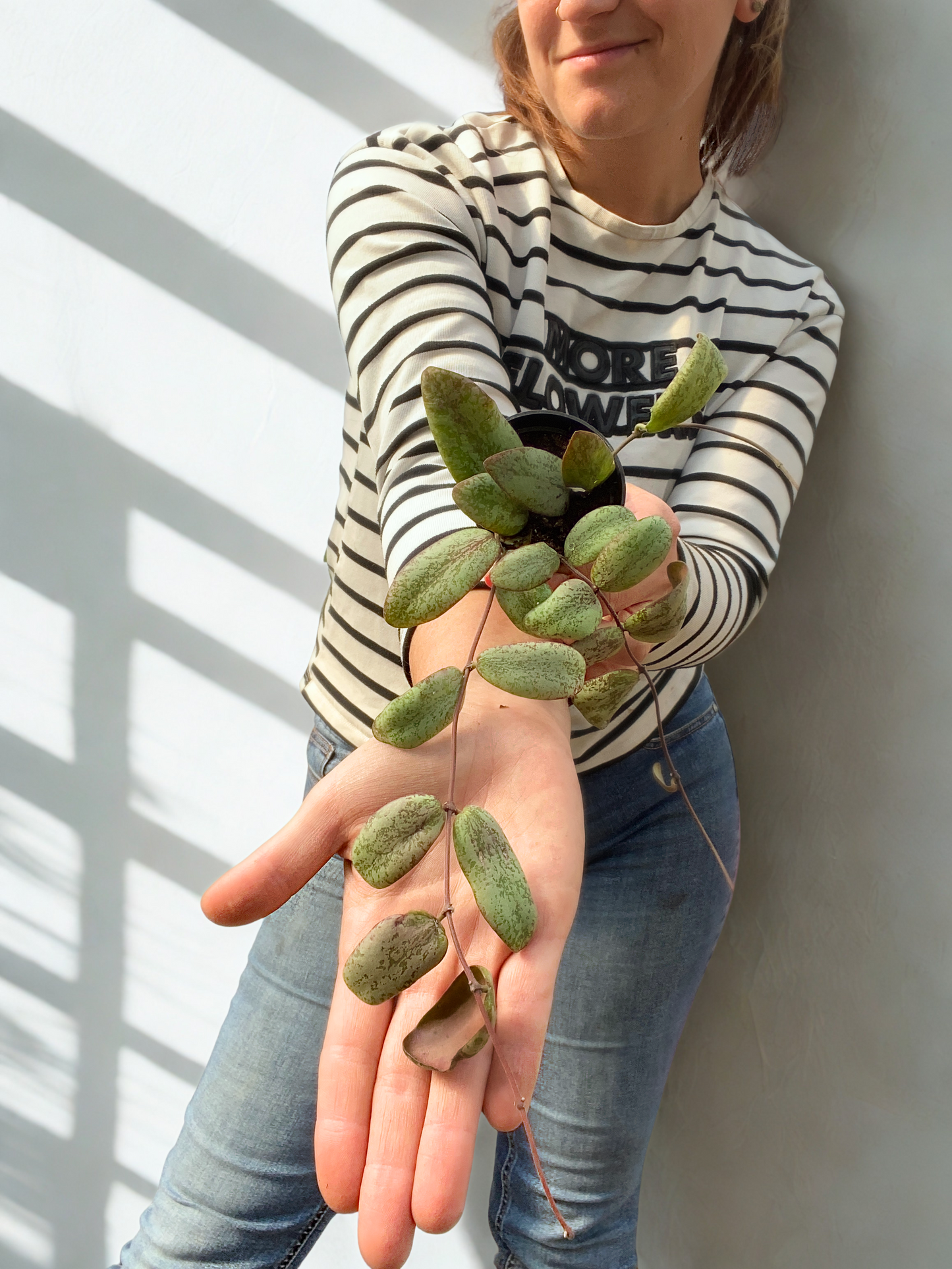 Hoya Sigillatis Silver