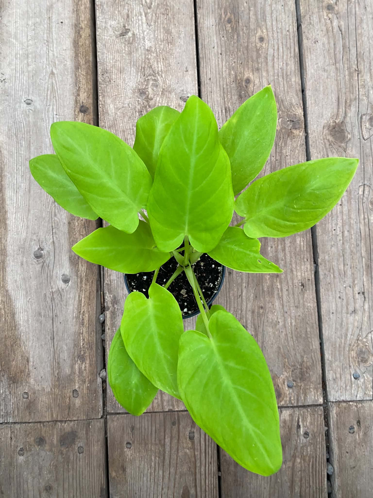 Alocasia Gold