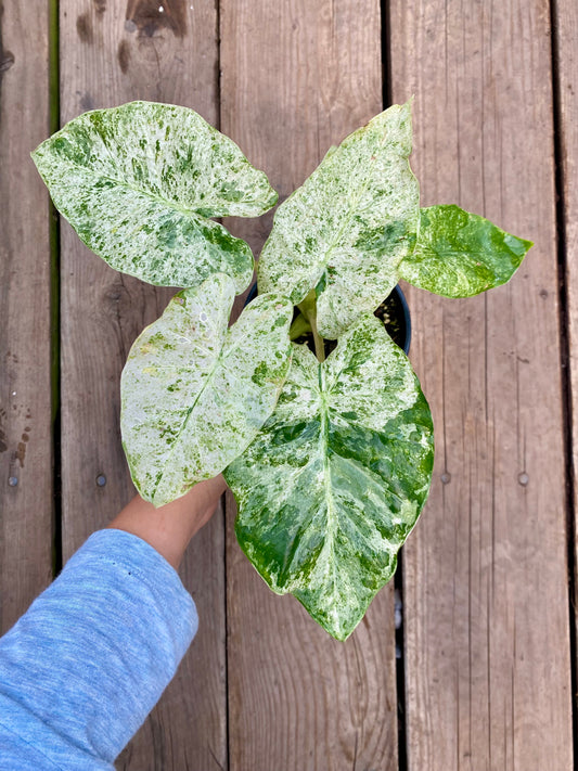 Alocasia macrorrhiza ‘Variegata’ – Élégance tropicale et feuillage panaché