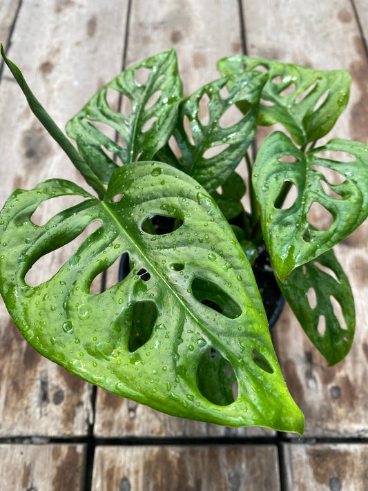 Monstera Adansonii