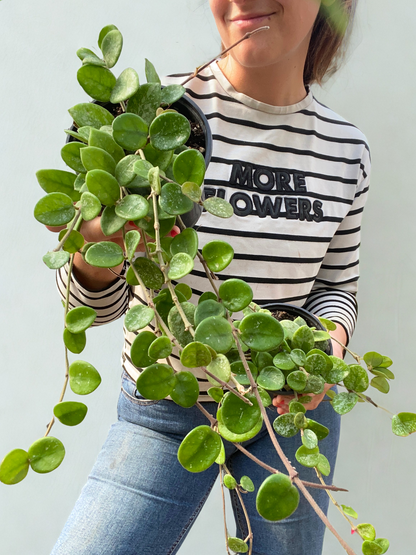 Hoya Mathilde Splash
