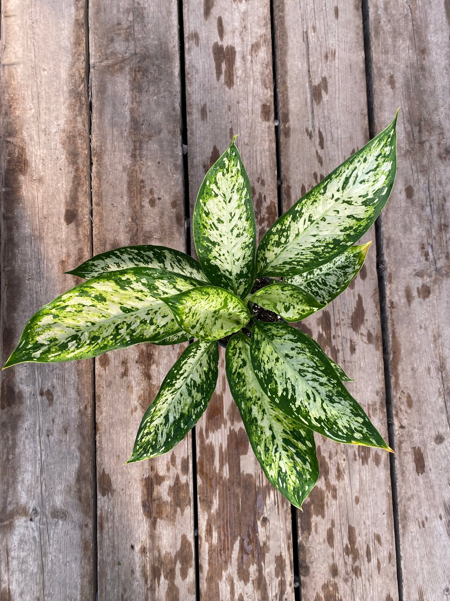 Dieffenbachia Star Bright