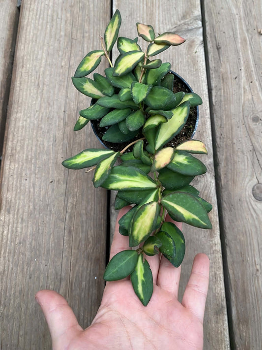 Hoya Burtoniae Variegata