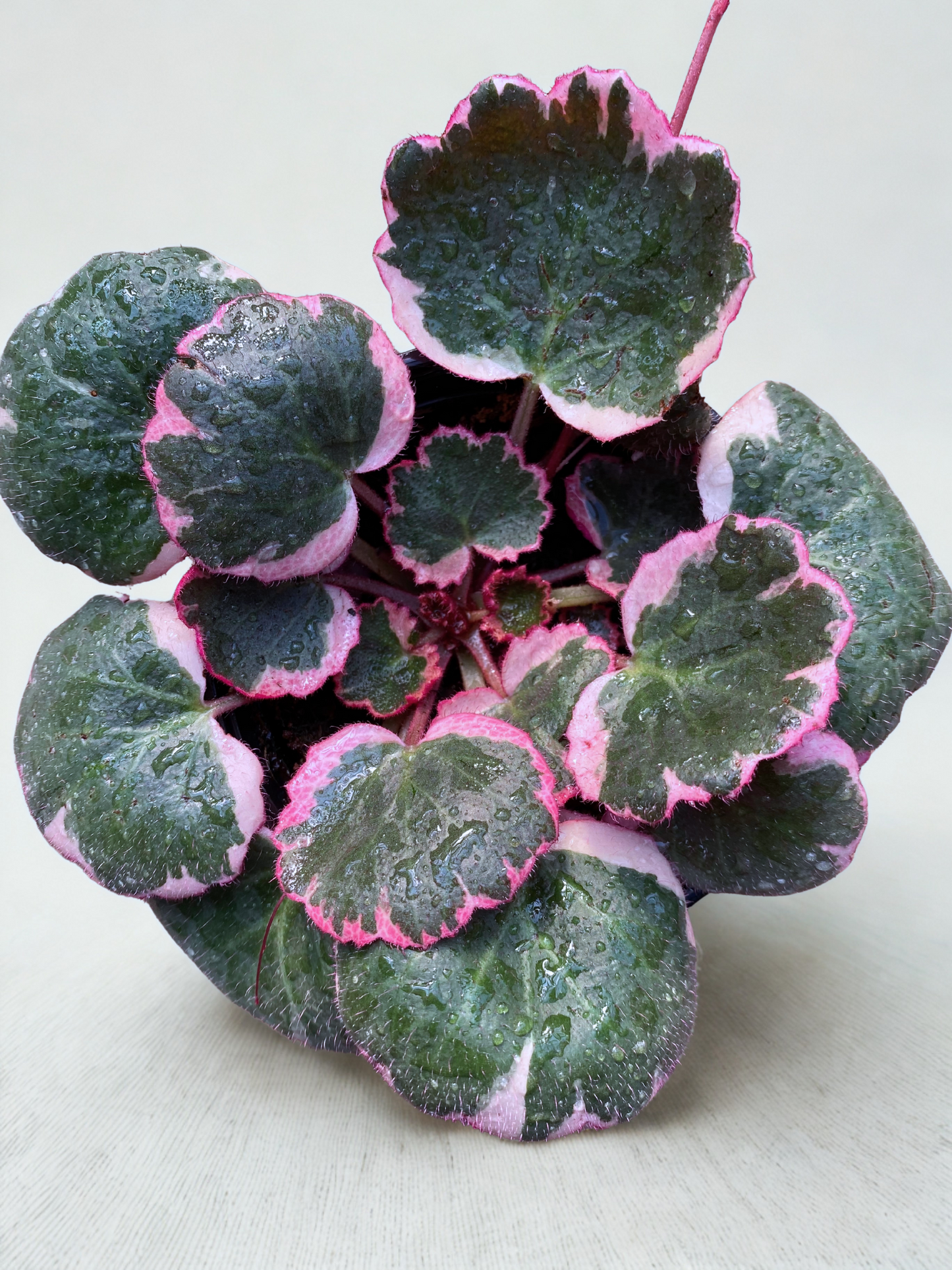 Bégonia strawberry tricolore 