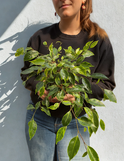 Ficus Benjamina Panaché