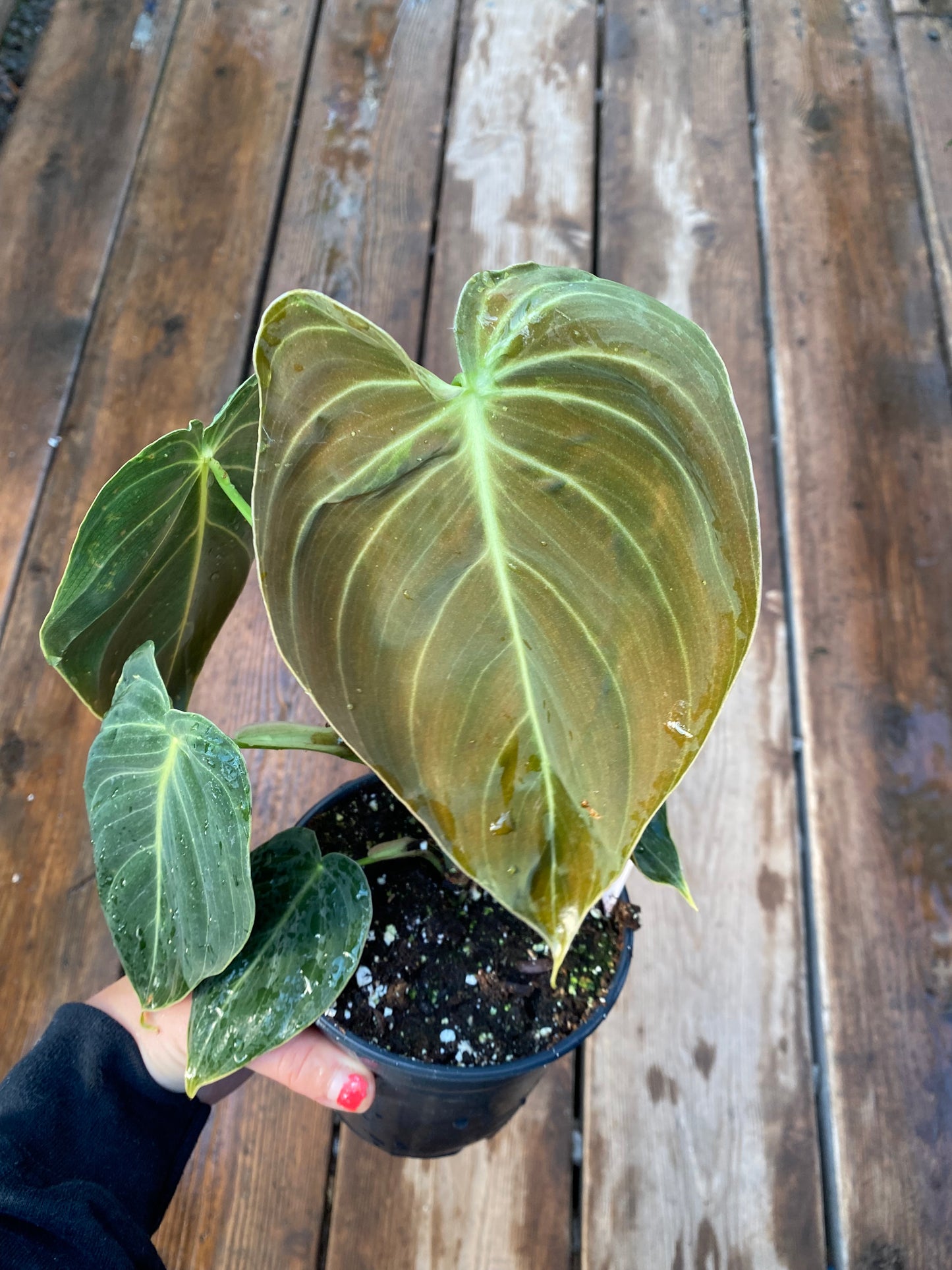 Philodendron Melanochrysum