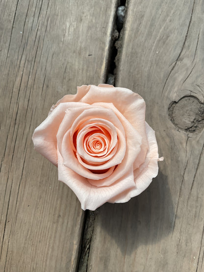 Rose éternelle grand format-court