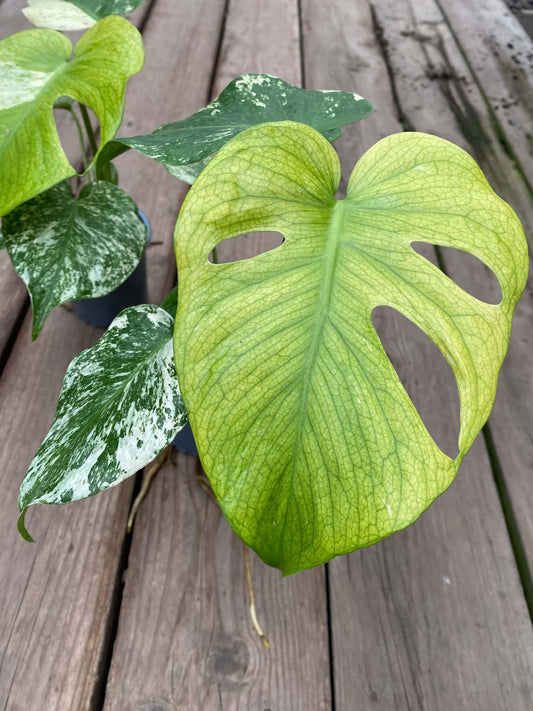 Monstera Mint Variegata