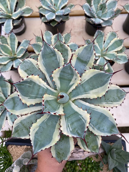 Agave Ice Queen