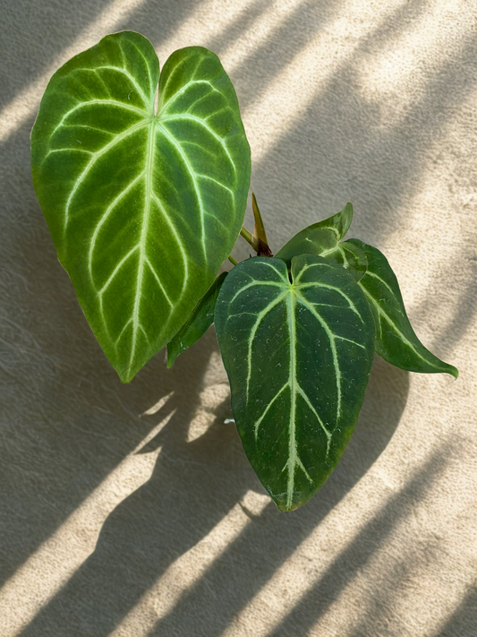 Anthurium Magnificum Hybrid
