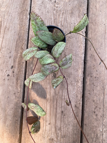 Hoya Sigillatis Silver