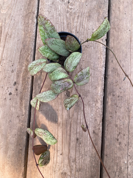 Hoya Sigillatis Silver