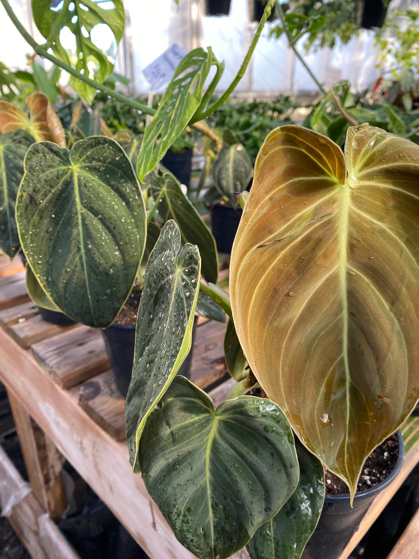 Philodendron Melanochrysum