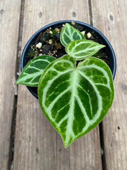 Anthurium Dorayaki