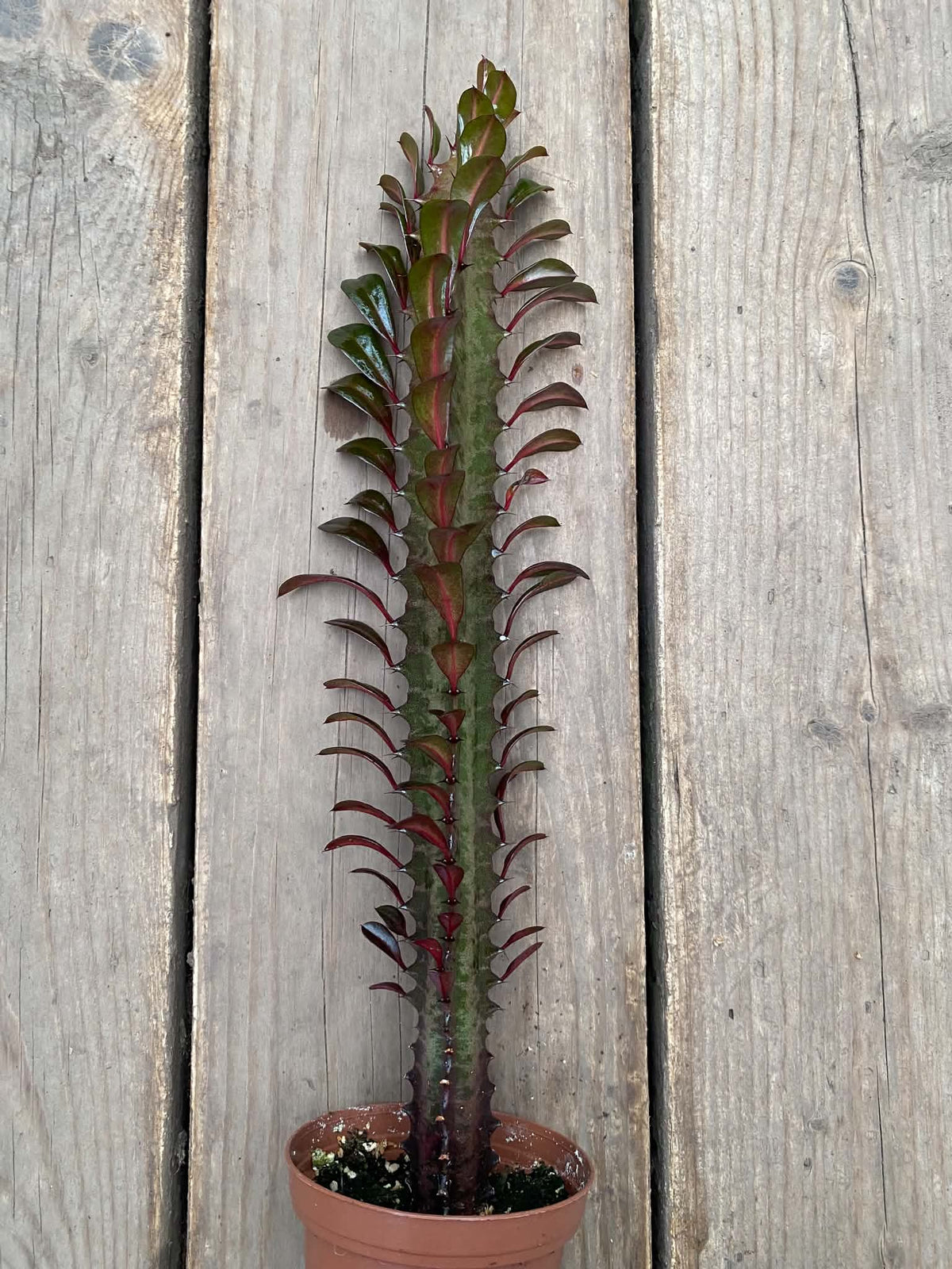 Euphorbes Trigona Rubra