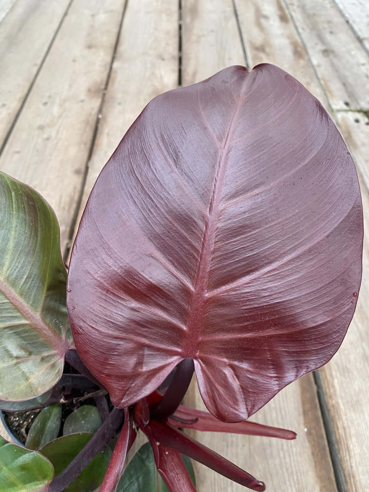 Philodendron Red Sun