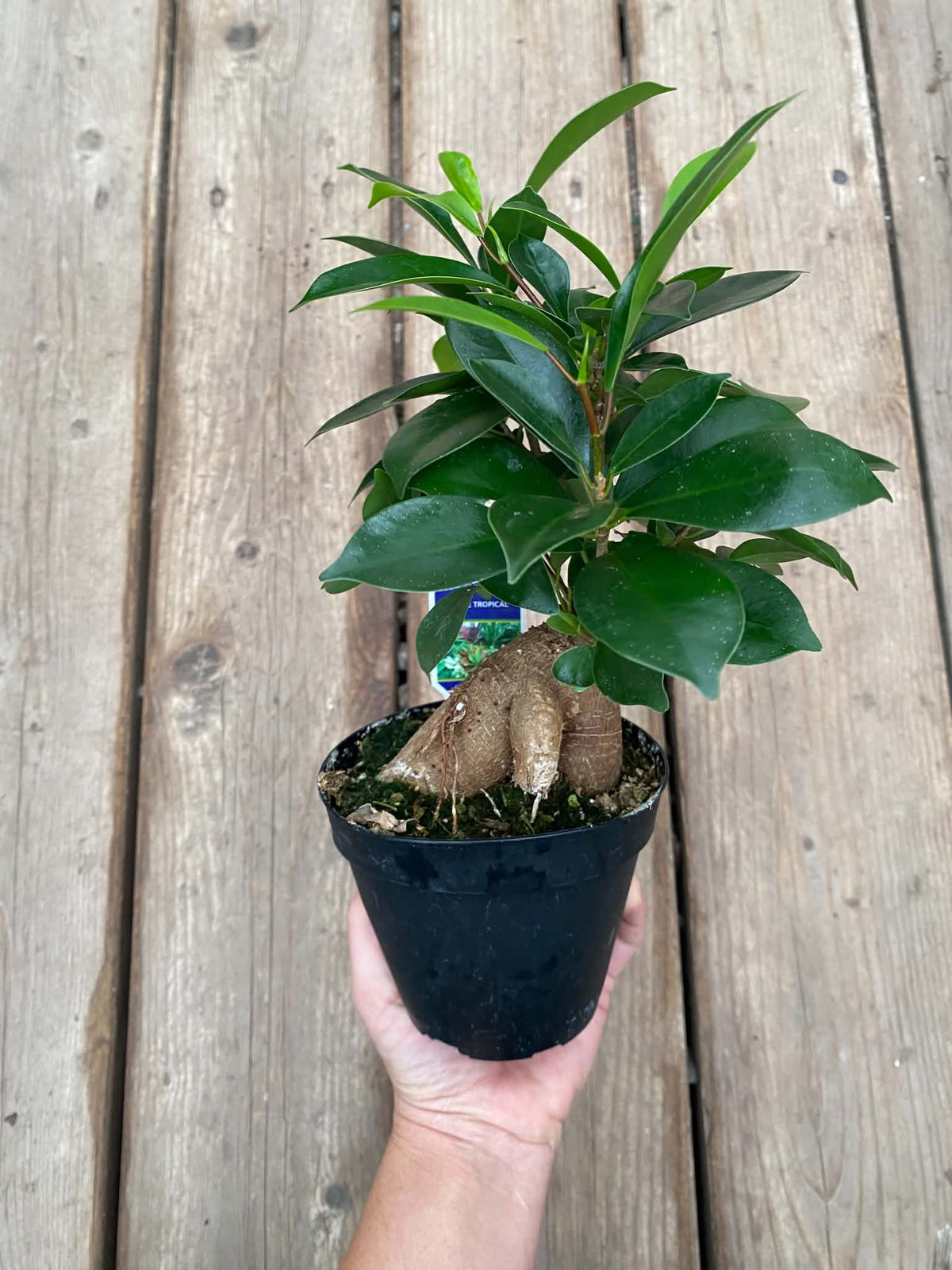 Ficus Ginseng