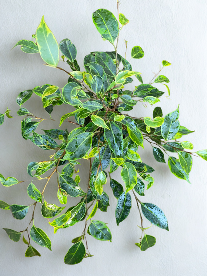 Ficus Benjamina Panaché