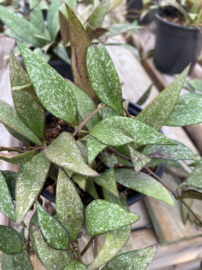 Hoya Parviflora Splash