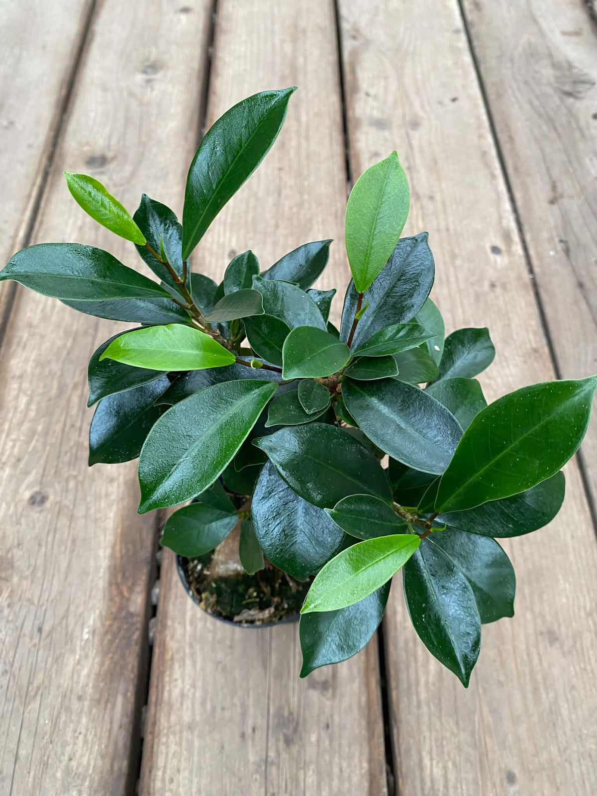 Ficus Ginseng