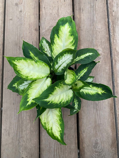 Dieffenbachia Camille