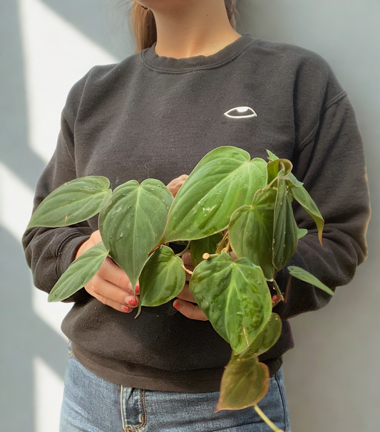 Philodendron Micans