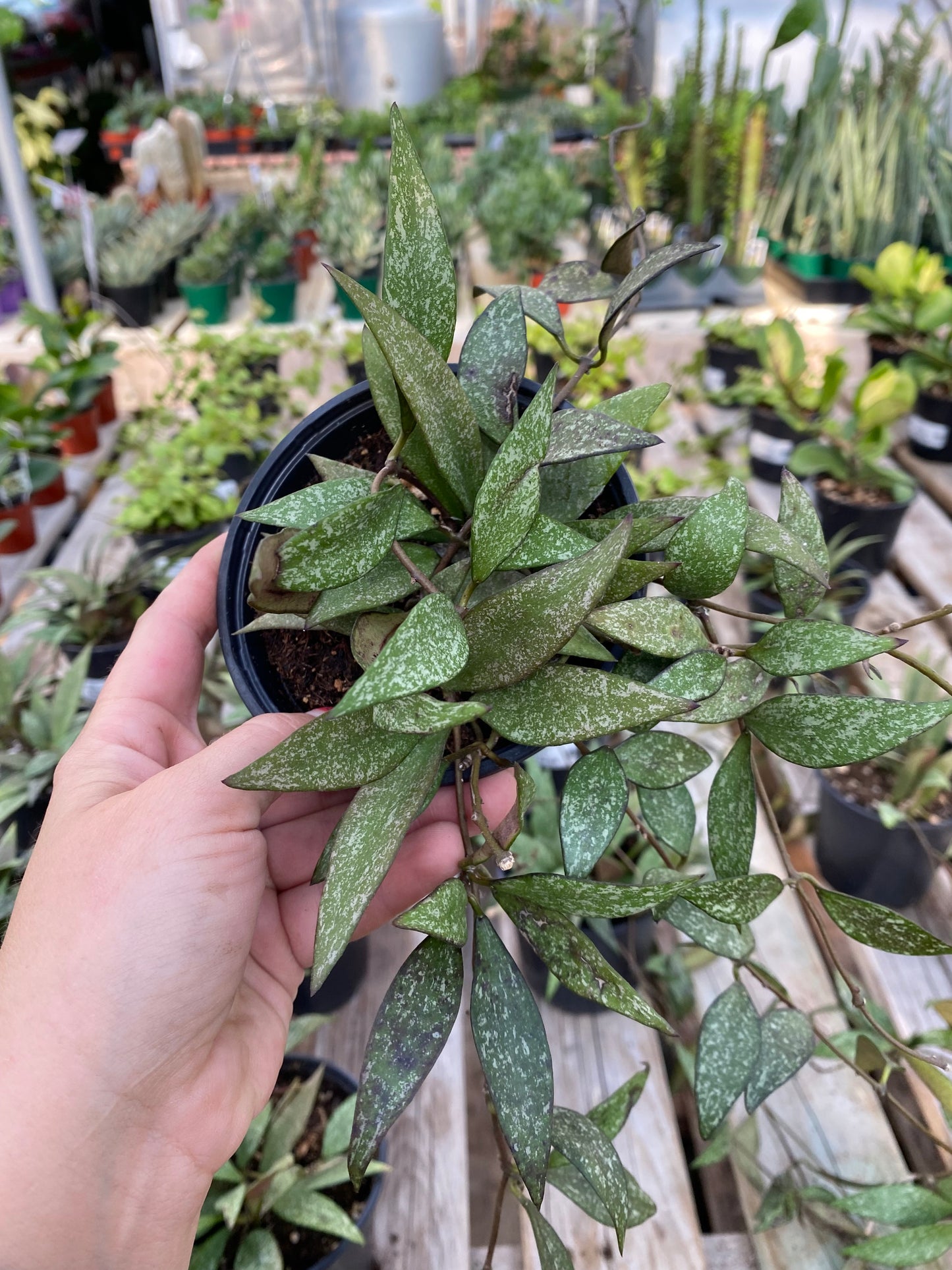 Hoya Parviflora Splash