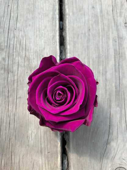 Rose éternelle grand format-court