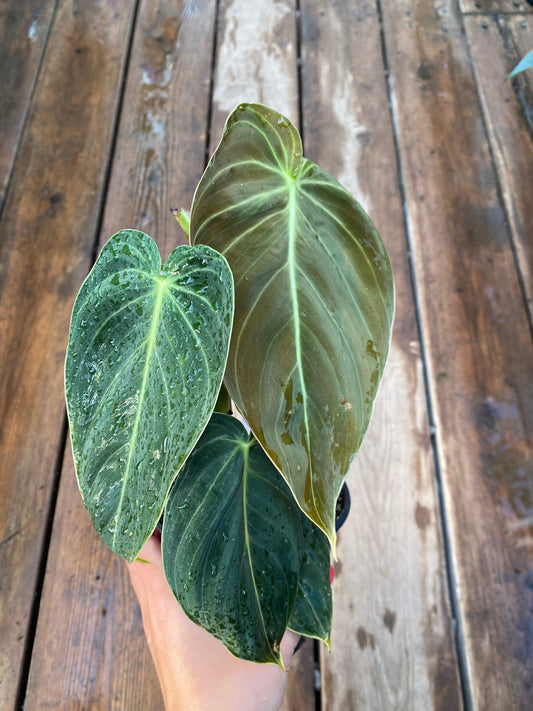 Philodendron Melanochrysum