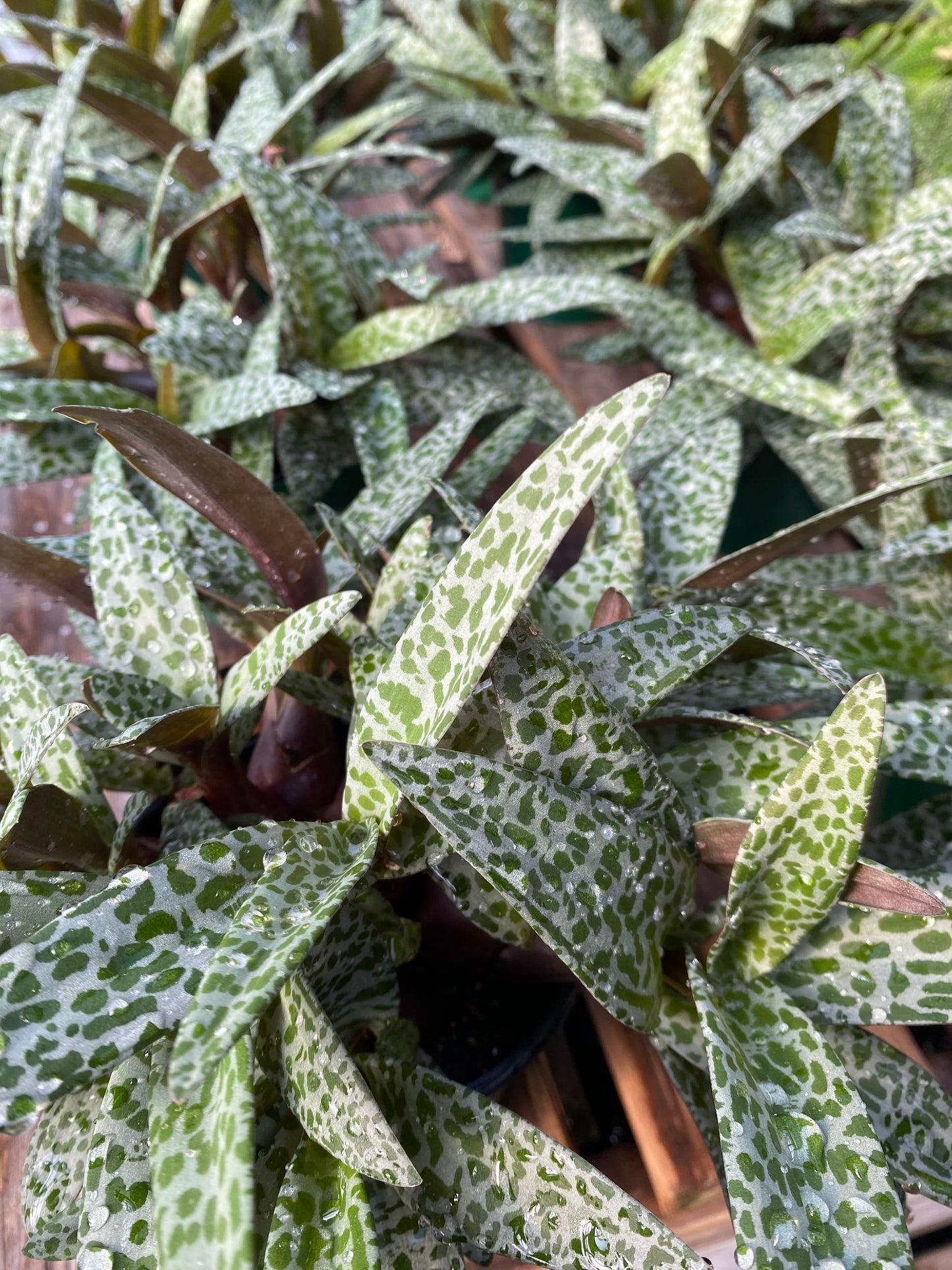 Ledebouria socialis