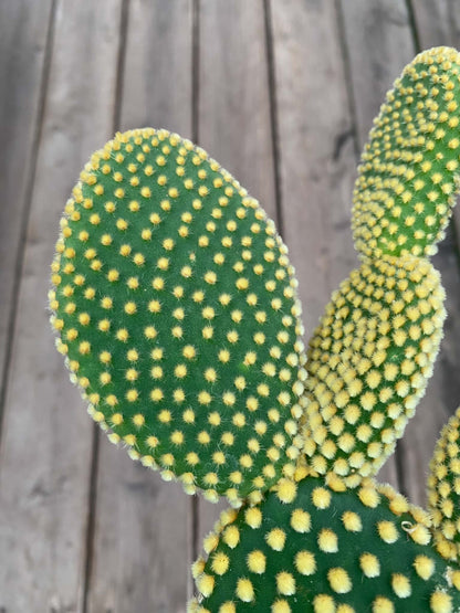Opuntia Cristata