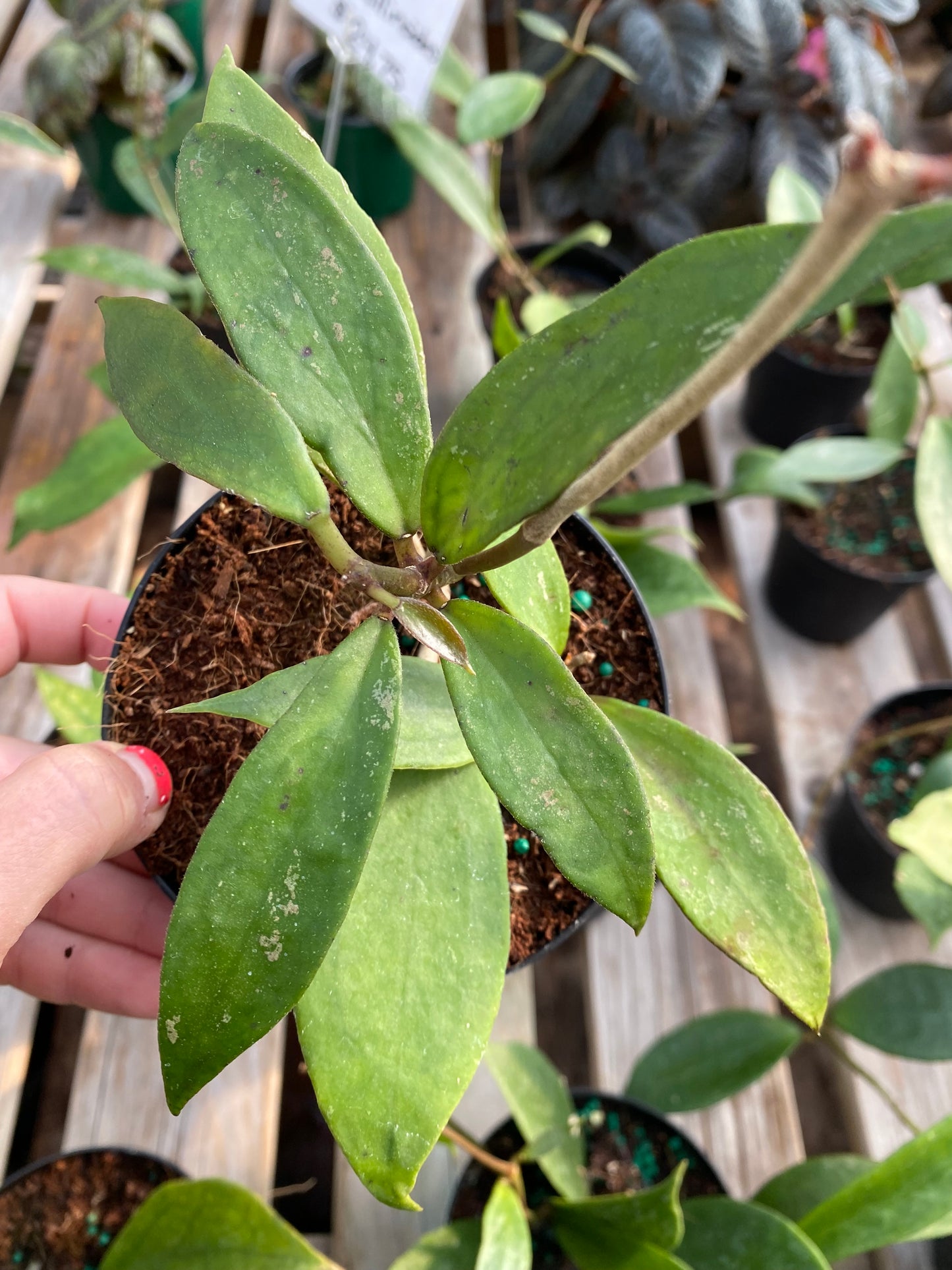Hoya Vitellinoides