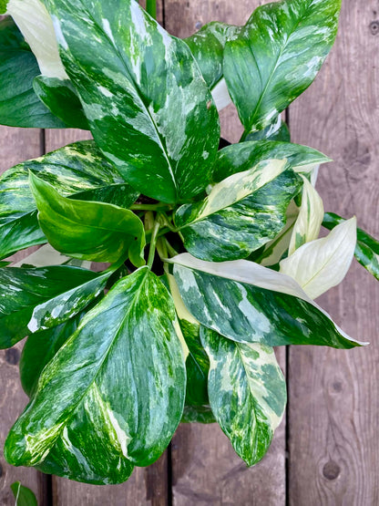  Philodendron Monstera Lechleriana Variegata