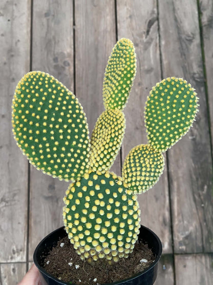 Opuntia Cristata