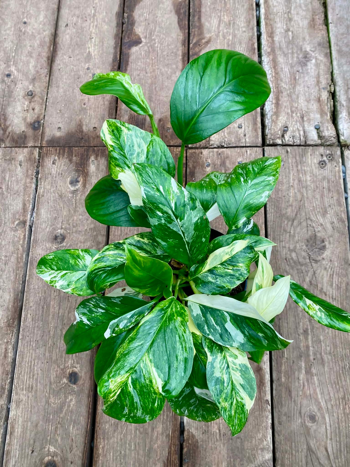  Philodendron Monstera Lechleriana Variegata