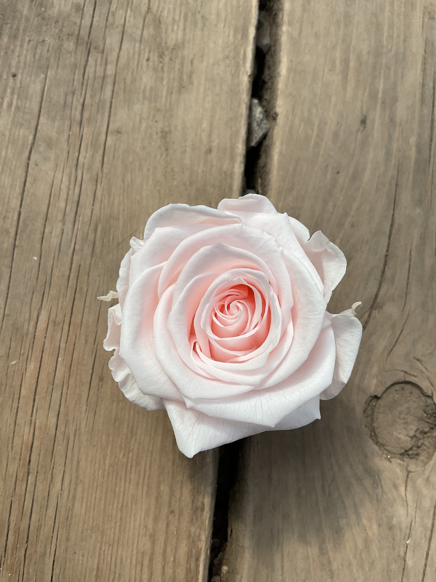 Rose éternelle grand format-court