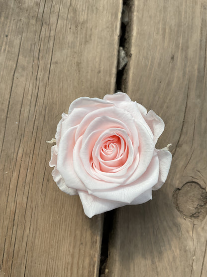 Rose éternelle grand format-court