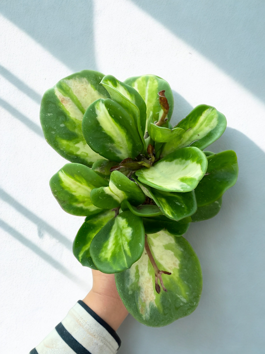Hoya Obovata Variegata