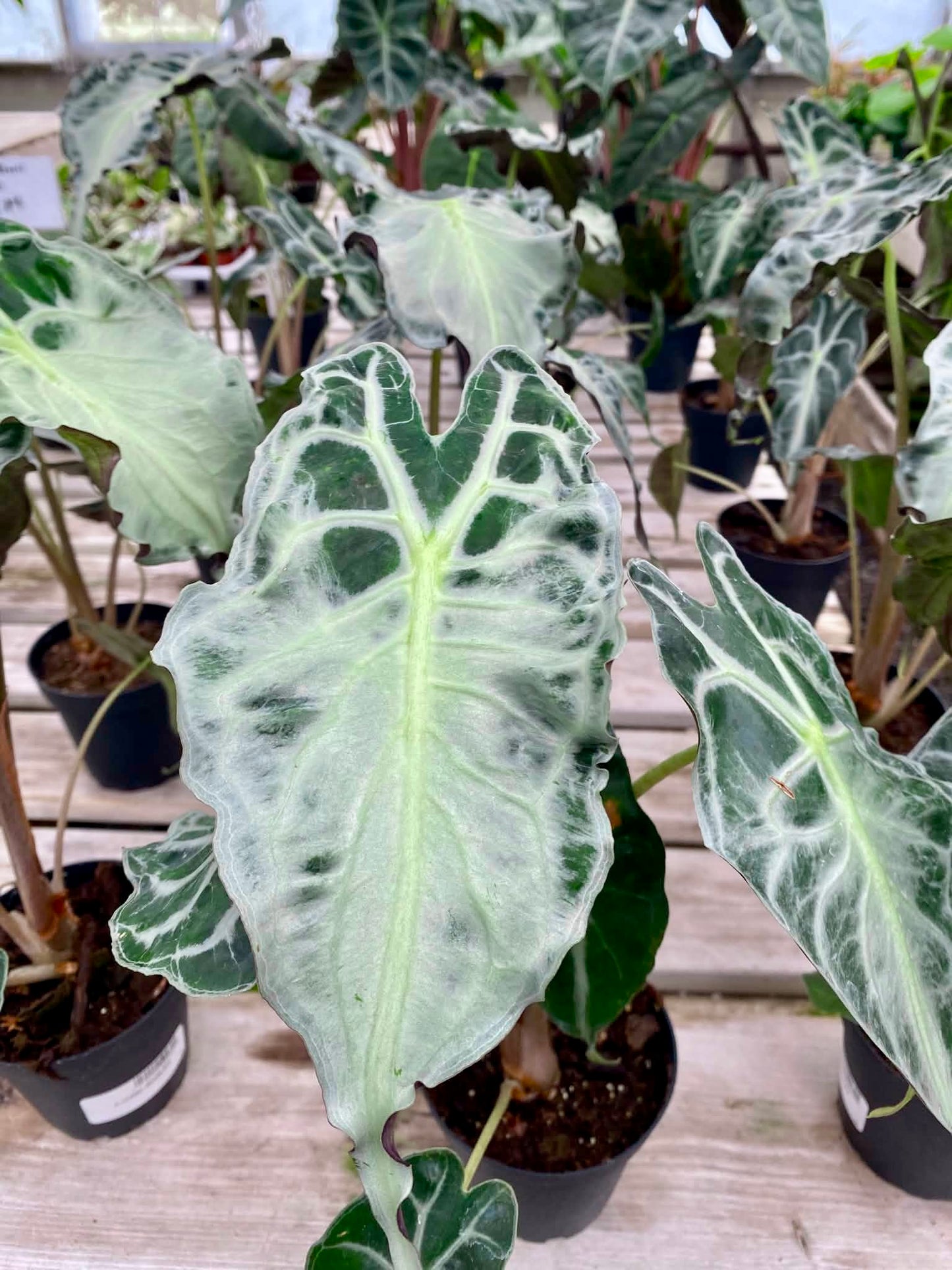 Alocasia Venom